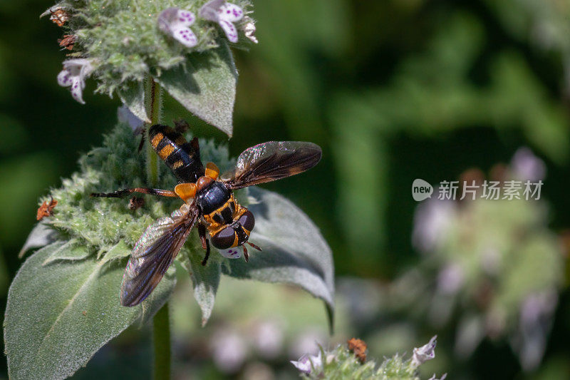 羽毛腿蝇(Trichopoda plumipes)，速蝇科，双翅目，群居山薄荷，哑蝇。